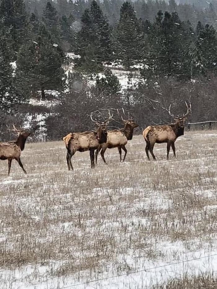 1424 North Idaho Road Liberty Lake, WA 99019 - Photo 37 of 50