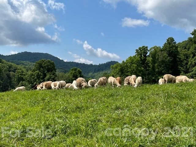 215 Meadow Branch Road Marshall, NC 28753 - Photo 14 of 32 a view of a bunch of trees in the background