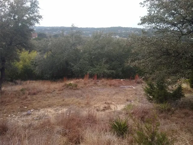 a view of a forest with a tree