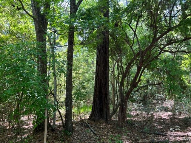 649 Turney Anderson Road Monticello, FL 32344 - Photo 12 of 23 Gallery Image 12