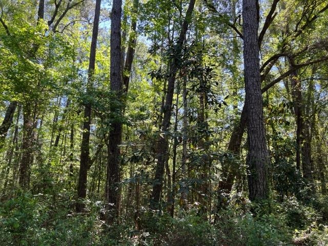 649 Turney Anderson Road Monticello, FL 32344 - Photo 13 of 23 Gallery Image 13