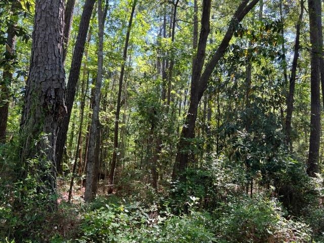 649 Turney Anderson Road Monticello, FL 32344 - Photo 15 of 23 Gallery Image 15