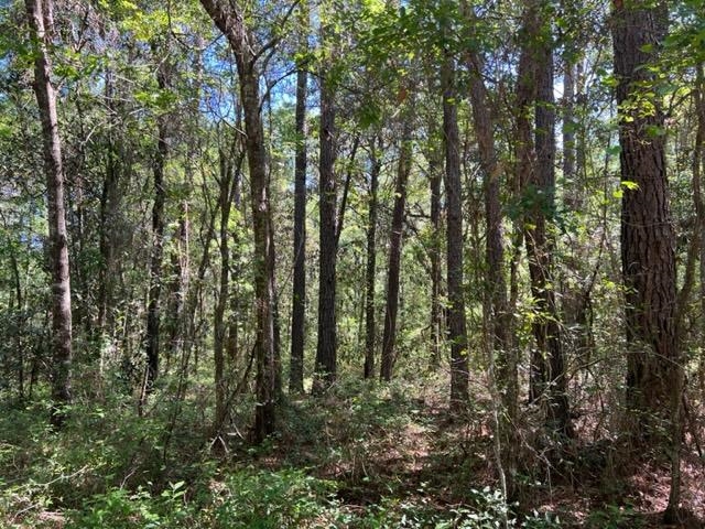649 Turney Anderson Road Monticello, FL 32344 - Photo 7 of 23 Gallery Image 7