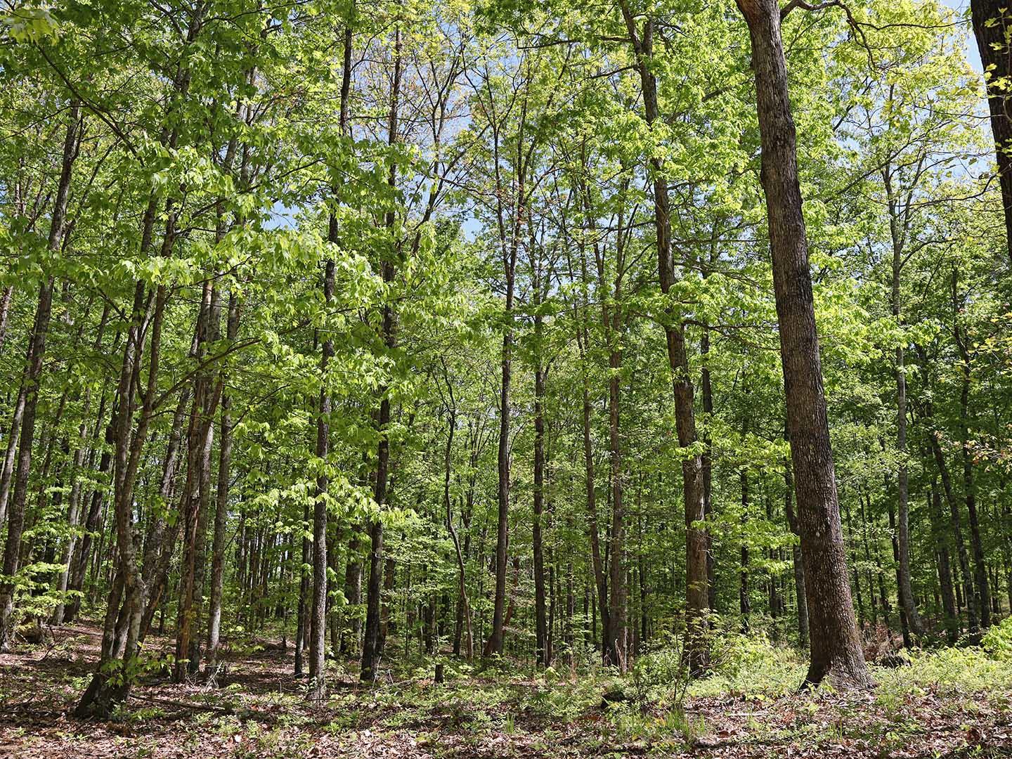 Lot 18 Grouse Ridge Road, Unit 18 Harriman, TN 37748 - Photo 1 of 21 3