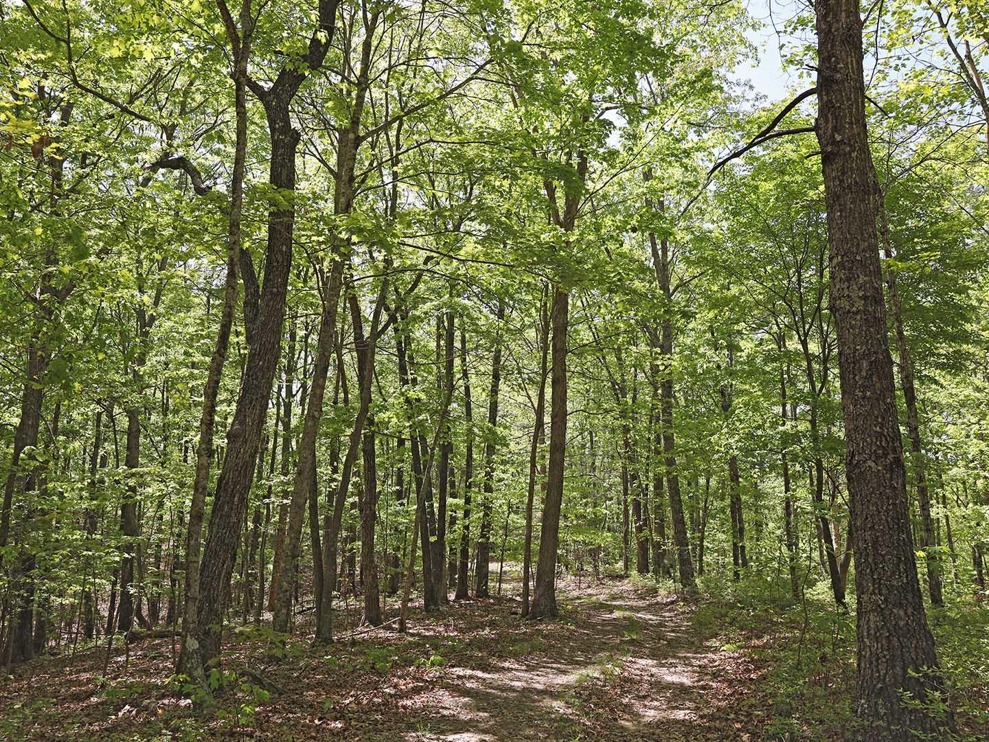 Lot 18 Grouse Ridge Road, Unit 18 Harriman, TN 37748 - Photo 15 of 21 19