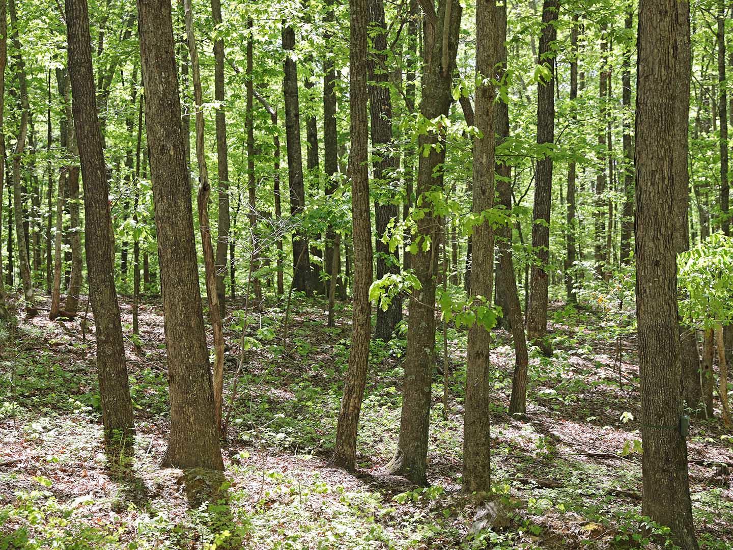 Lot 18 Grouse Ridge Road, Unit 18 Harriman, TN 37748 - Photo 18 of 21 22