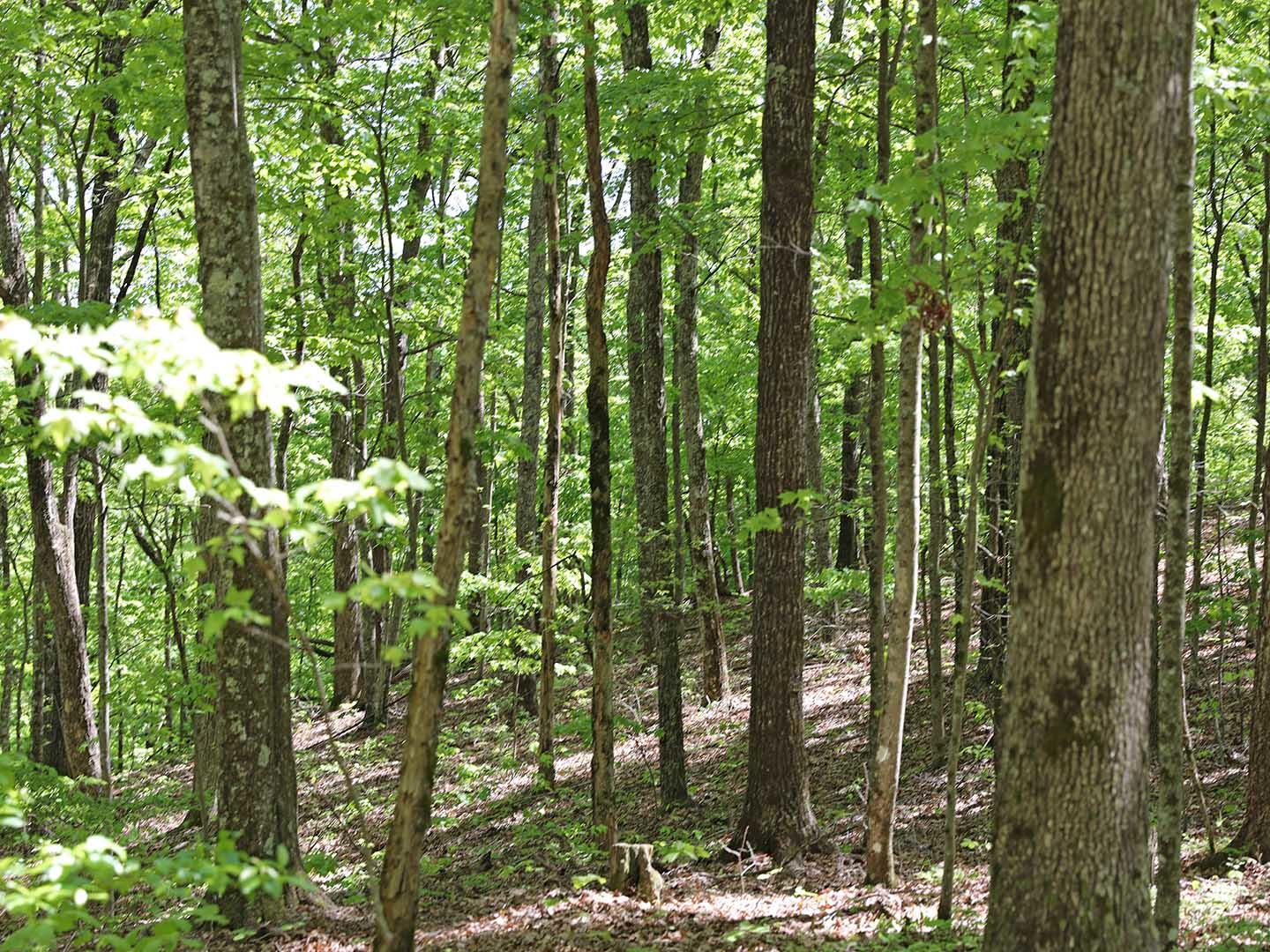 Lot 18 Grouse Ridge Road, Unit 18 Harriman, TN 37748 - Photo 19 of 21 23