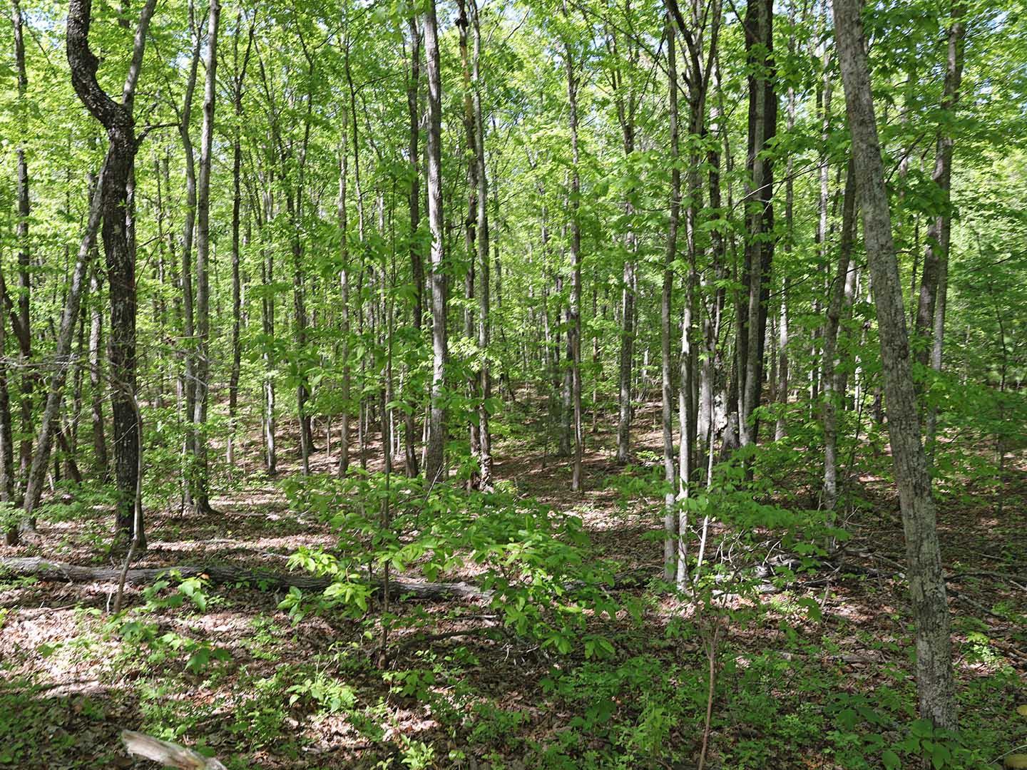 Lot 18 Grouse Ridge Road, Unit 18 Harriman, TN 37748 - Photo 20 of 21 25