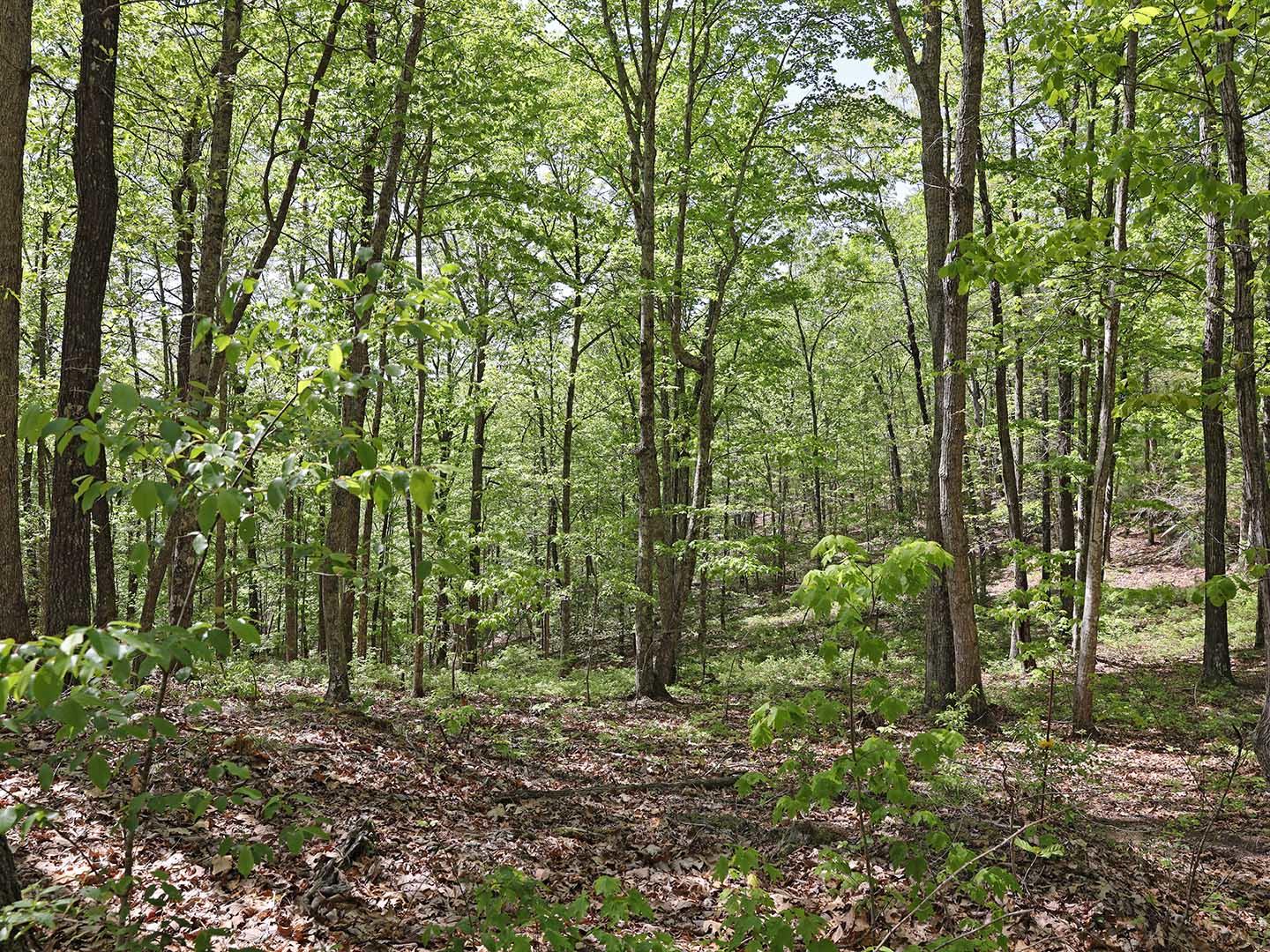 Lot 18 Grouse Ridge Road, Unit 18 Harriman, TN 37748 - Photo 21 of 21 29