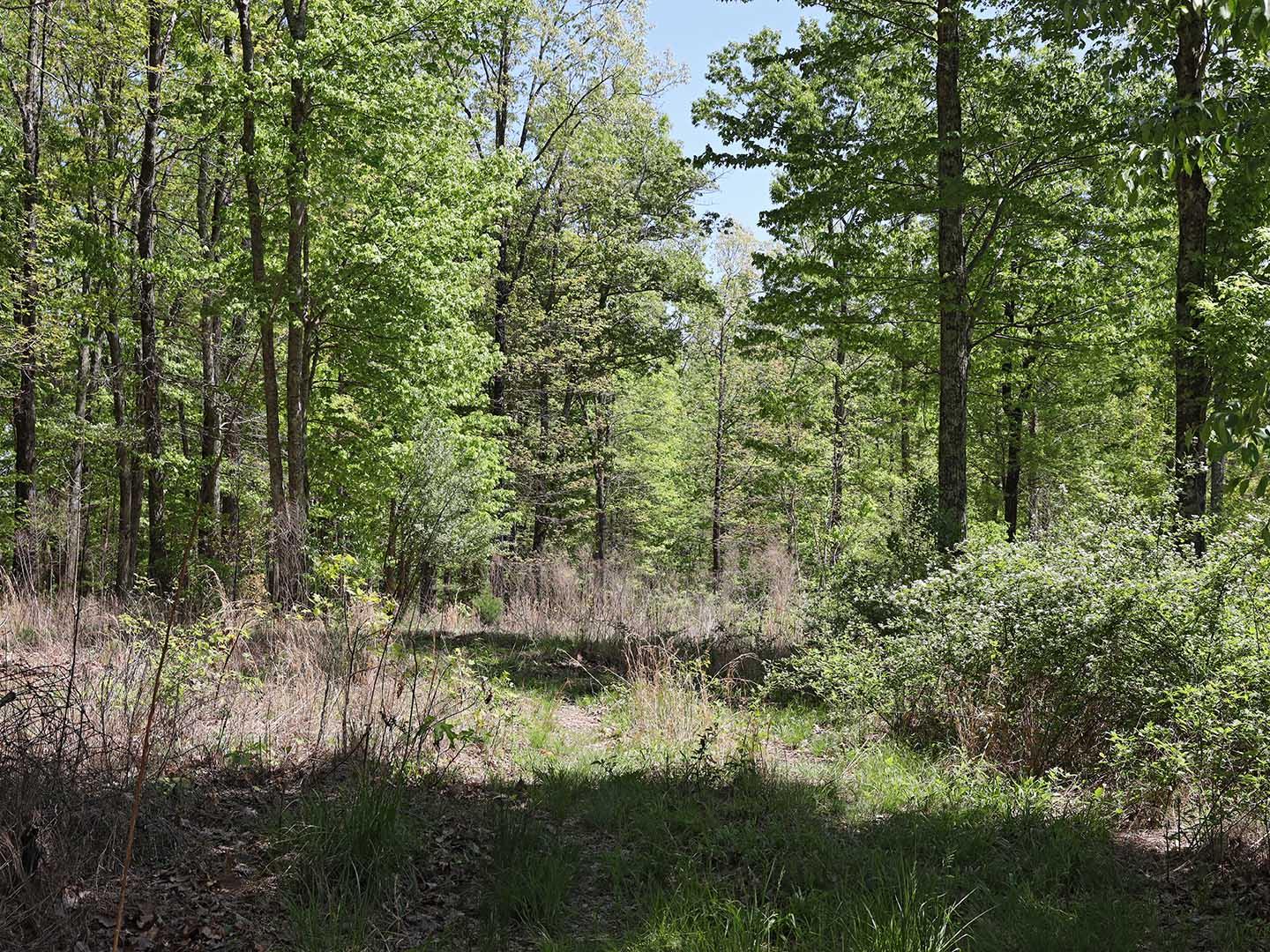 Lot 18 Grouse Ridge Road, Unit 18 Harriman, TN 37748 - Photo 4 of 21 6