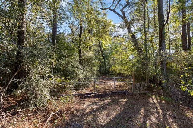 a view of a forest with trees
