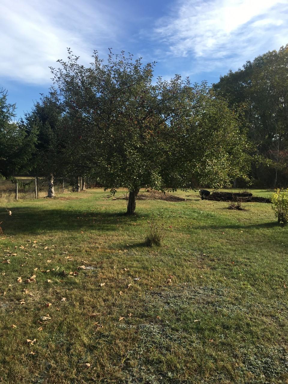 852 Waterville Road Skowhegan, ME 04976 - Photo 36 of 50 Apple Trees