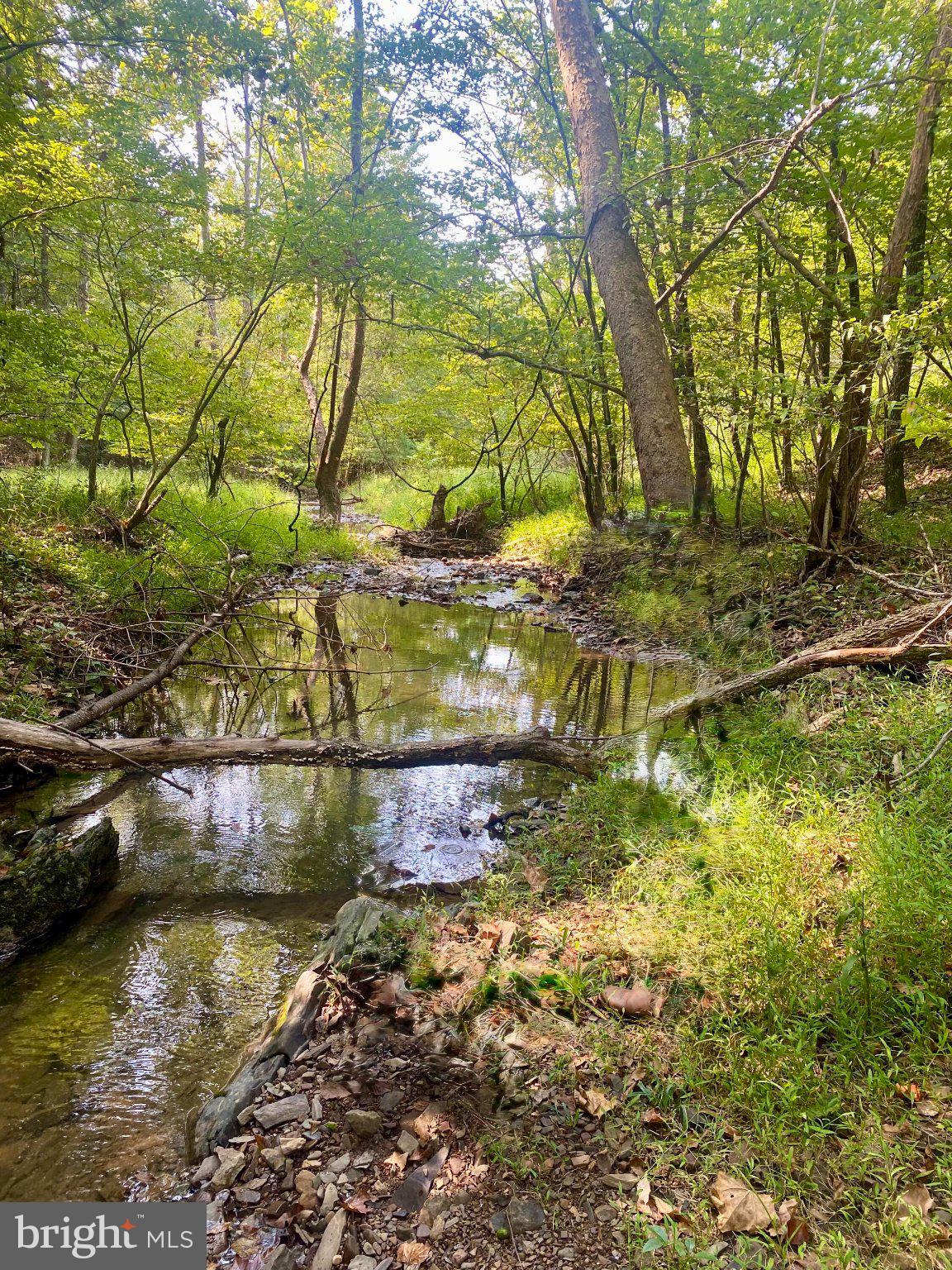 448 Adams Road Winchester, VA 22603 - Photo 43 of 96 Tranquil stream in lush greenery.