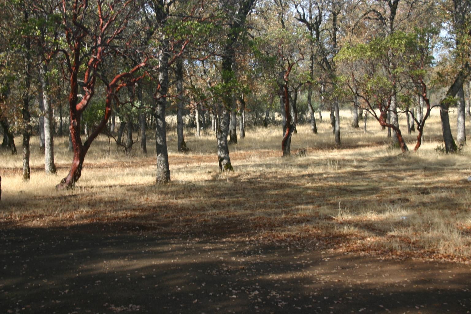 5435 Wilson Hill Road Manton, CA 96059 - Photo 6 of 21 IMG_2231