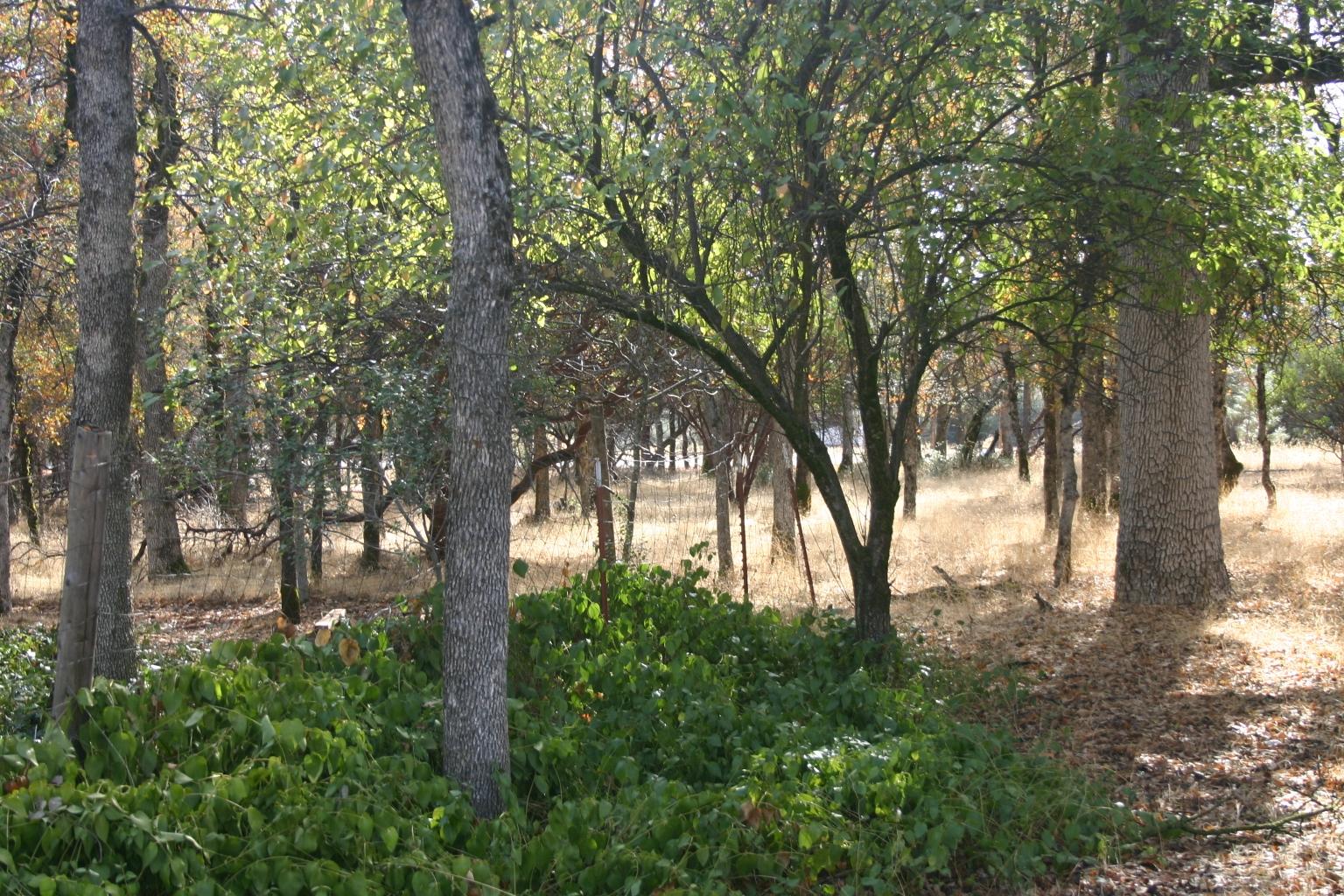 5435 Wilson Hill Road Manton, CA 96059 - Photo 7 of 21 IMG_2232