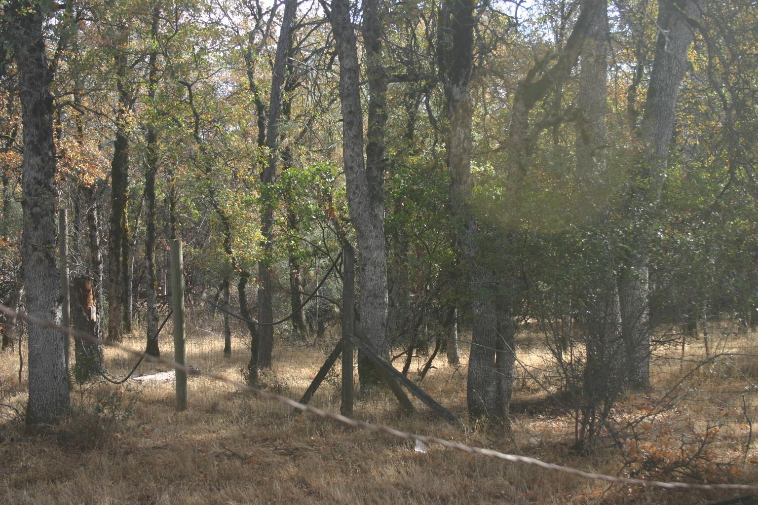 5435 Wilson Hill Road Manton, CA 96059 - Photo 9 of 21 IMG_2234