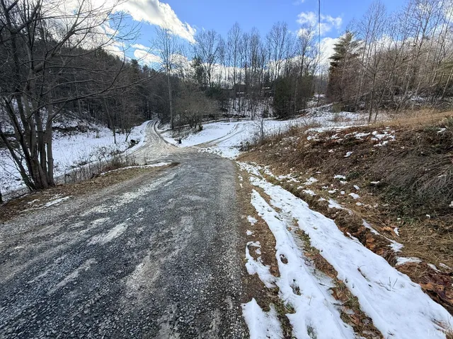 a view of a forest with a tree