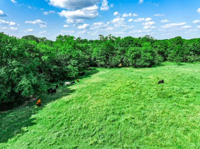 a view of a bunch of trees