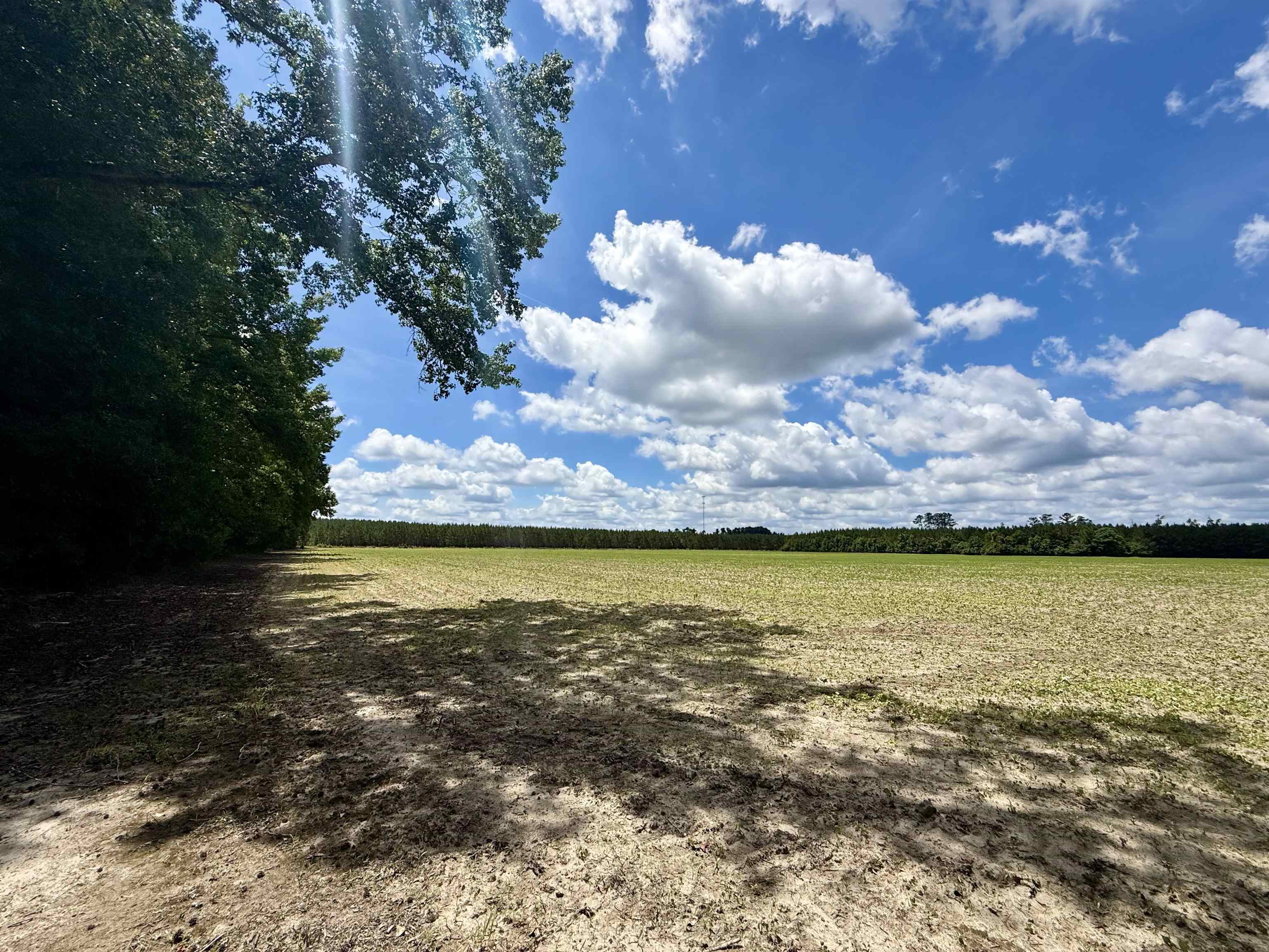 83.03-acres - Birch Creek Road Andrews, SC 29510 - Photo 23 of 25