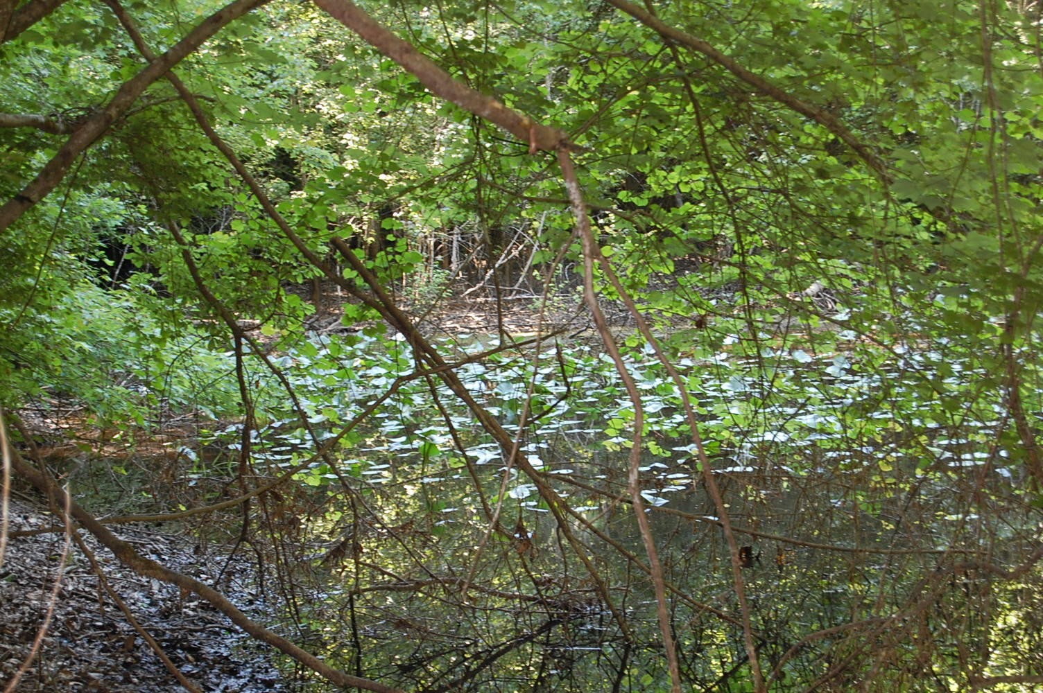 0 Francis Spring Road Whitwell, TN 37397 - Photo 13 of 23 Gallery Image 13