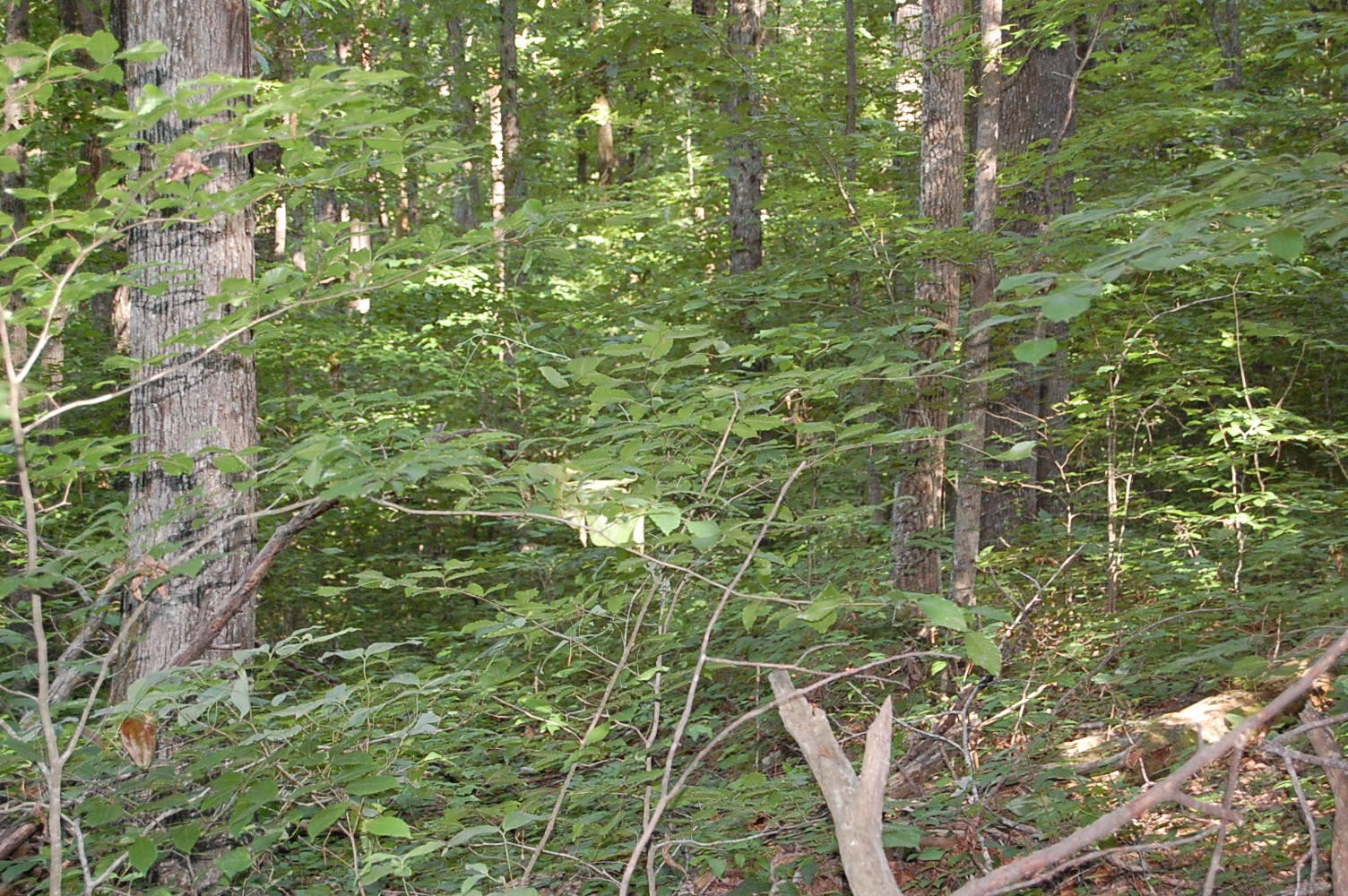 0 Francis Spring Road Whitwell, TN 37397 - Photo 17 of 23 Gallery Image 17