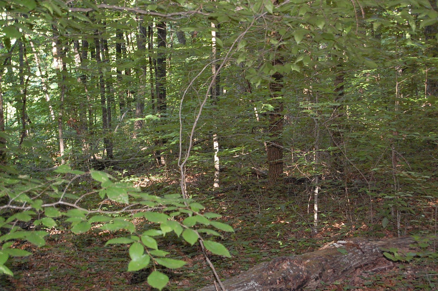 0 Francis Spring Road Whitwell, TN 37397 - Photo 20 of 23 Gallery Image 20