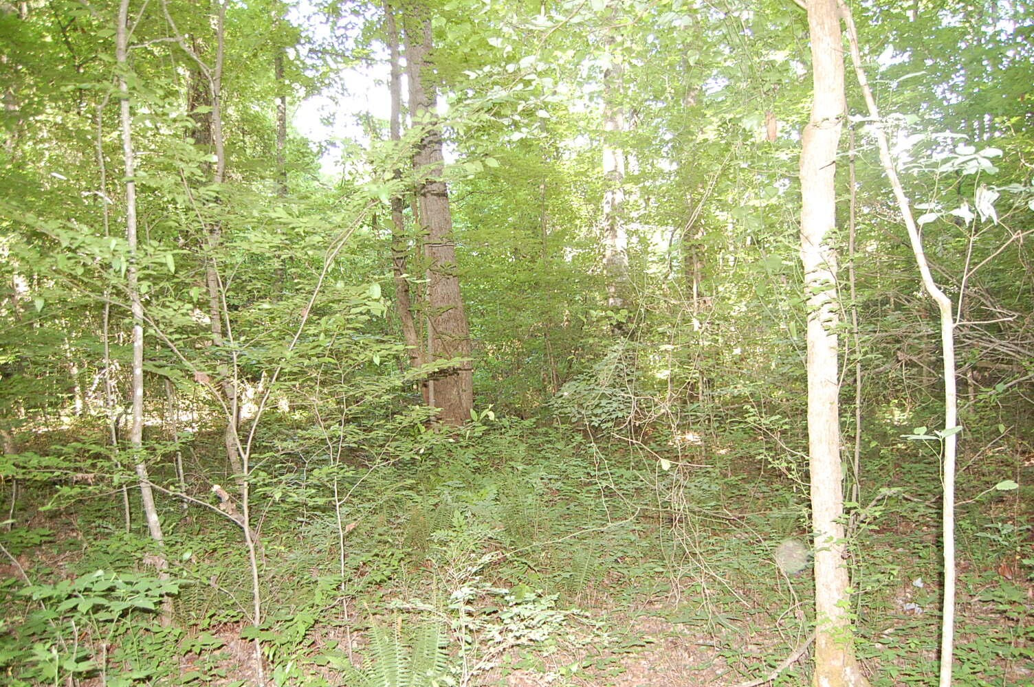 0 Francis Spring Road Whitwell, TN 37397 - Photo 4 of 23 Gallery Image 4