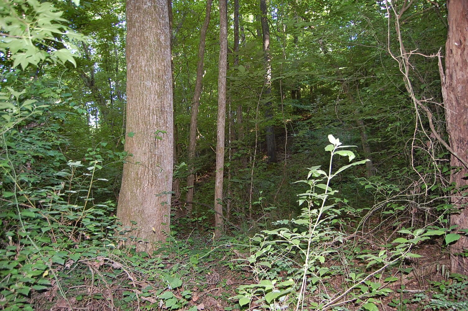 0 Francis Spring Road Whitwell, TN 37397 - Photo 5 of 23 Gallery Image 5