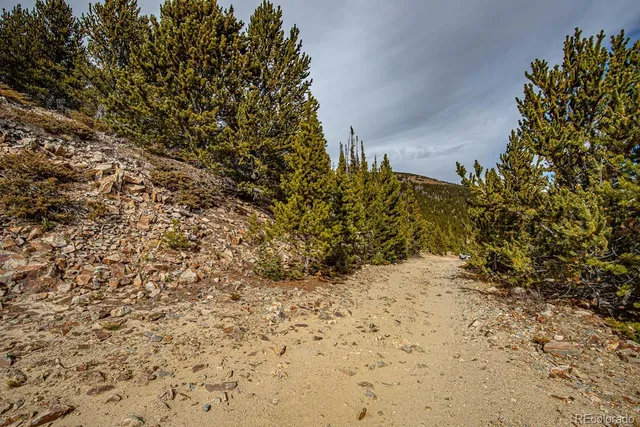 a view of a yard with a tree
