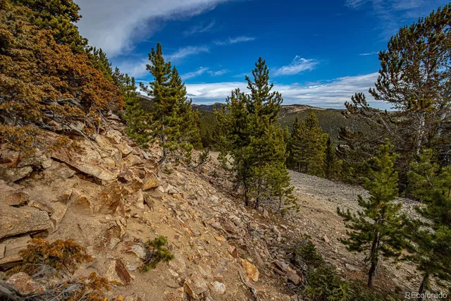 a view of a yard with a tree