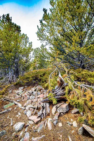 a close up of a plant