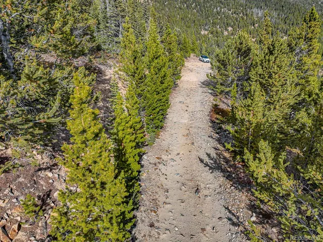 a view of a yard with plants and large trees