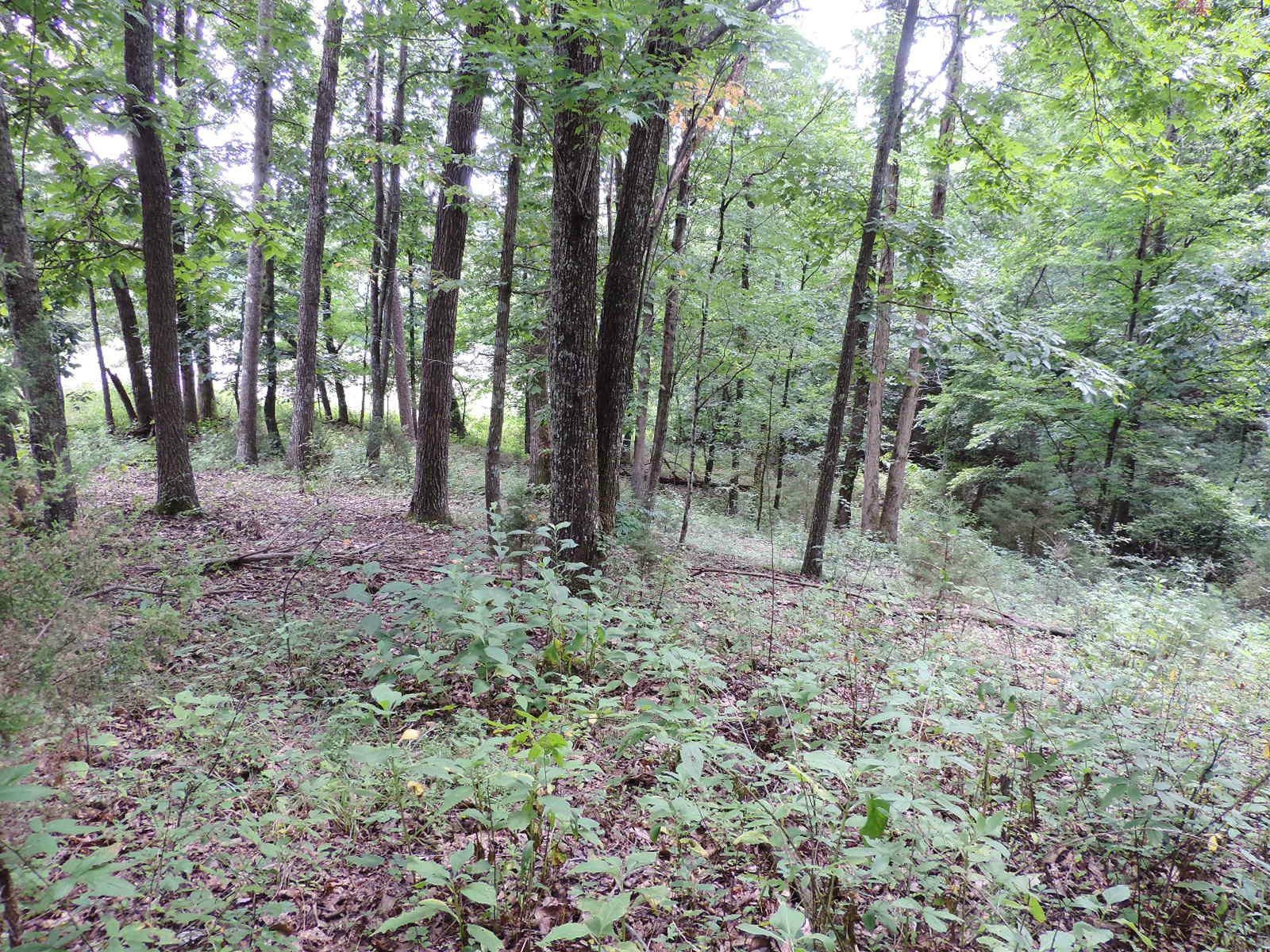 1109 Shields Ridge Road New Market, TN 37820 - Photo 9 of 21 Gallery Image 9