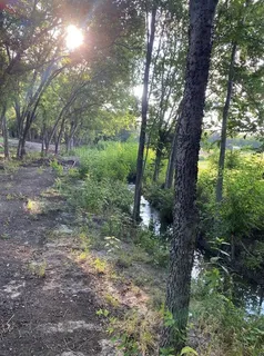 a view of a forest that has a tree