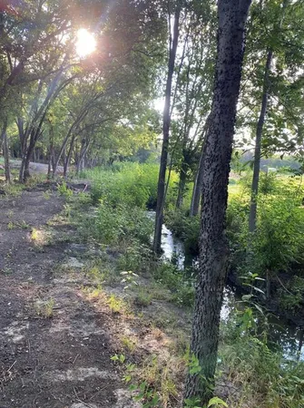 a view of a forest that has a tree