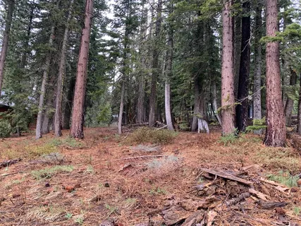 a view of a backyard with trees