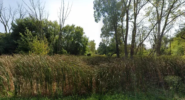 a view of a forest with a tree
