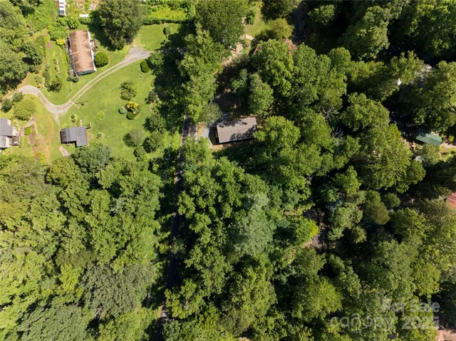 a plant with lots of trees