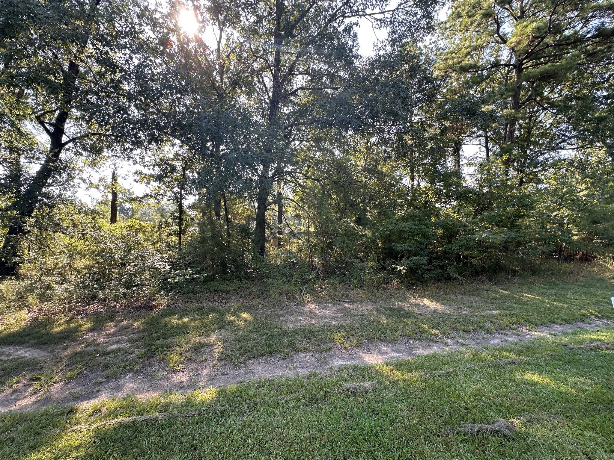 Tbd Monte Carlo Road Point Blank, TX 77364 - Photo 2 of 9 a view of a forest with trees in the background