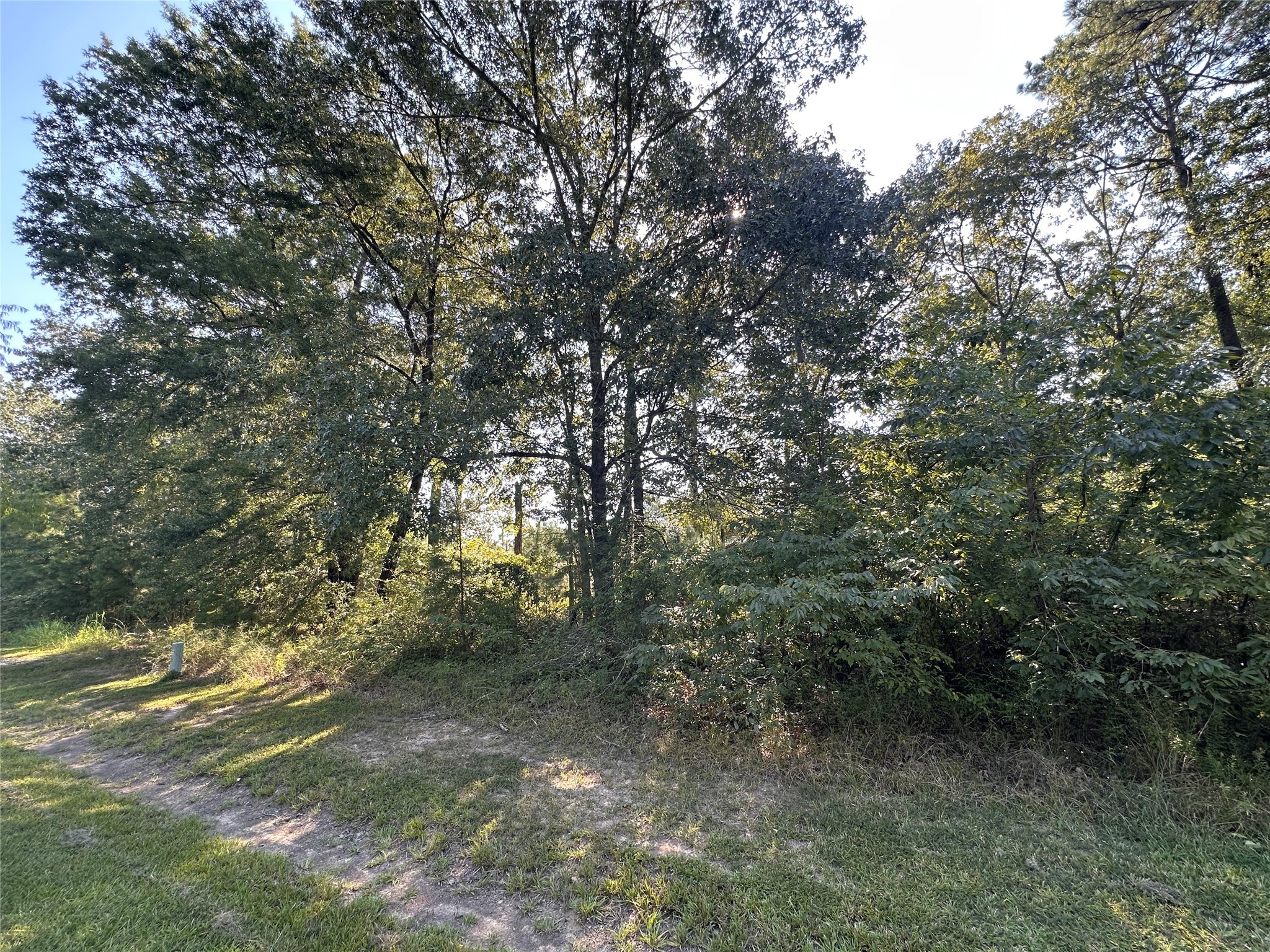 Tbd Monte Carlo Road Point Blank, TX 77364 - Photo 5 of 9 a view of forest