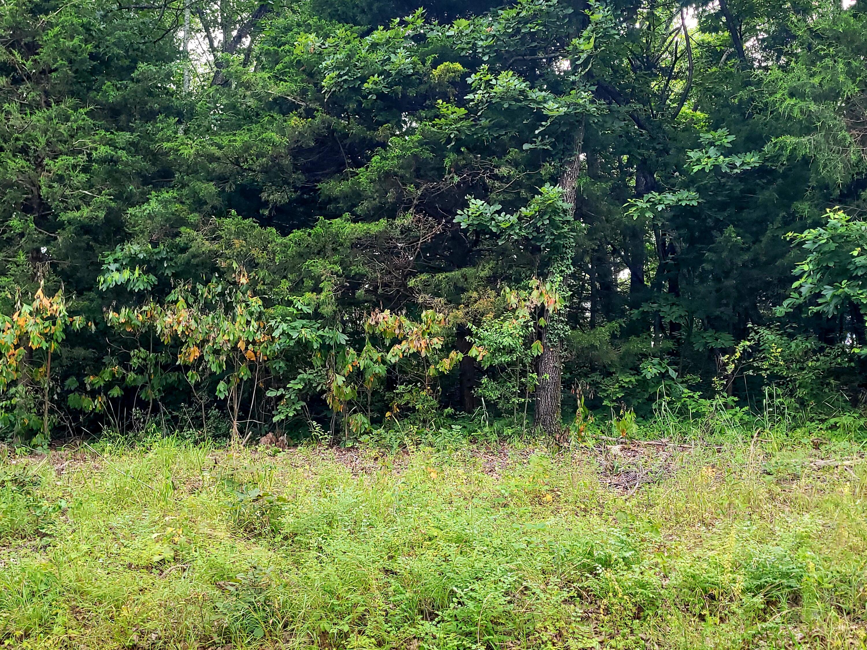 Lot 2 Tate Road Ridgedale, MO 65739 - Photo 1 of 1 20250614_181815 (1)