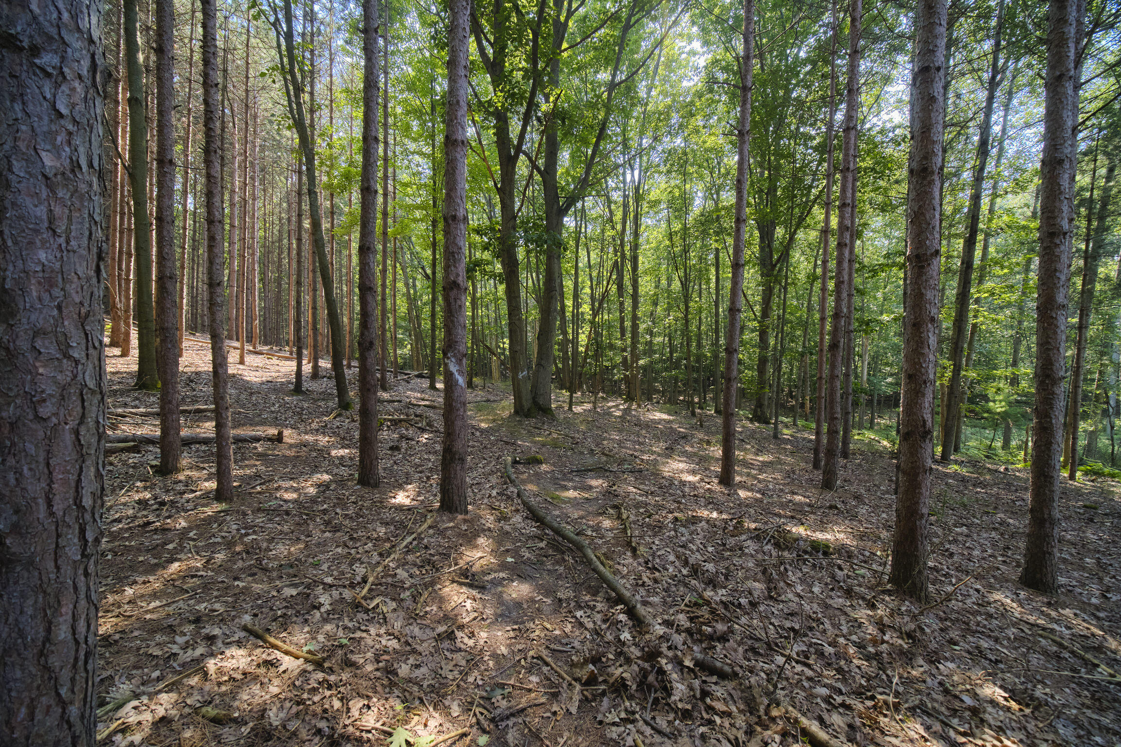 2521 Crescent Beach Road Manistee, MI 49660 - Photo 55 of 69 2521_Crescent_Beach-57