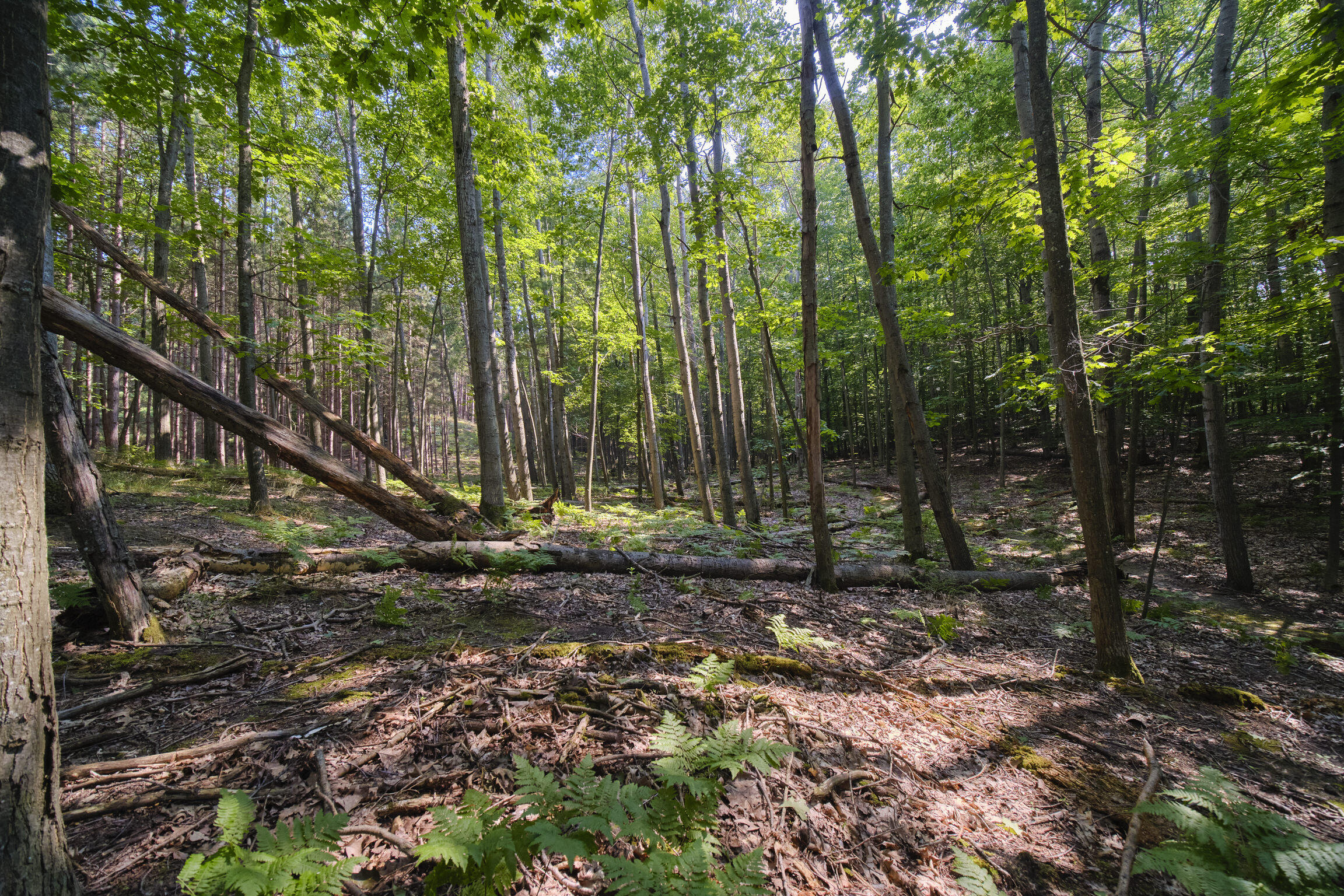 2521 Crescent Beach Road Manistee, MI 49660 - Photo 57 of 69 2521_Crescent_Beach-59