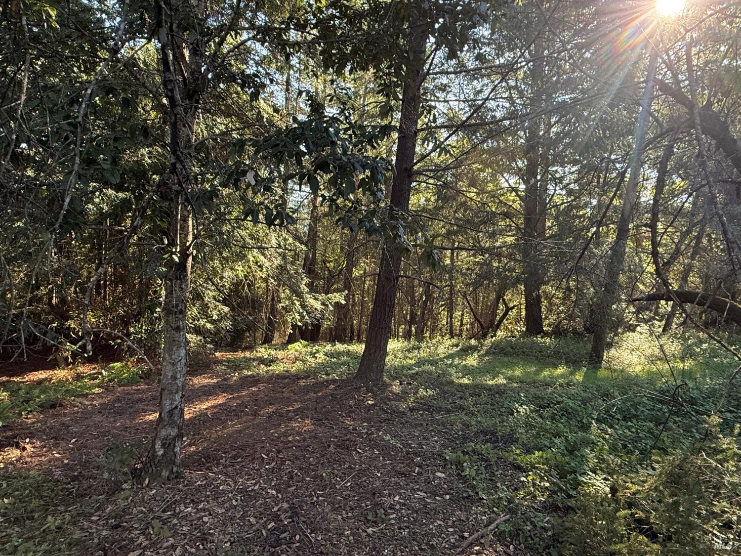13333 Low Gap Road Ukiah, CA 95482 - Photo 48 of 50 a view of outdoor space and trees