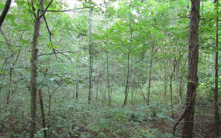Tr5 Yukon Road Talking Rock, GA 30175 - Photo 1 of 1 Main View