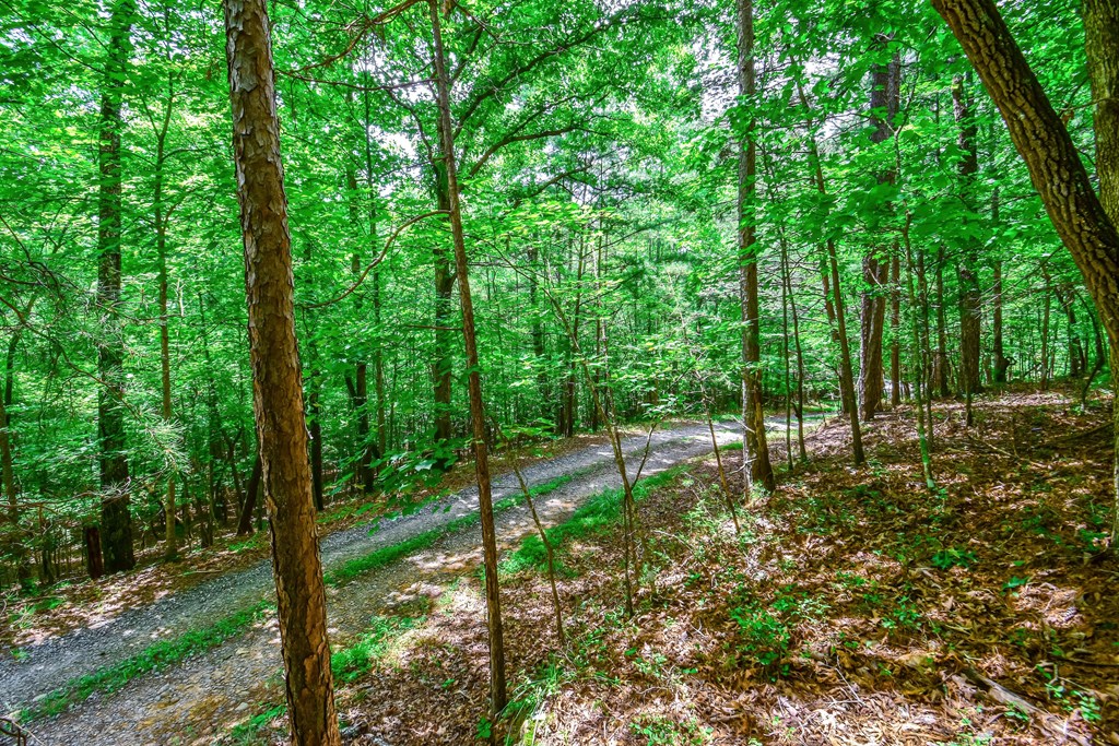 11.98-ac Maple Grove Road Morganton, GA 30560 - Photo 11 of 27 Gallery Image 11