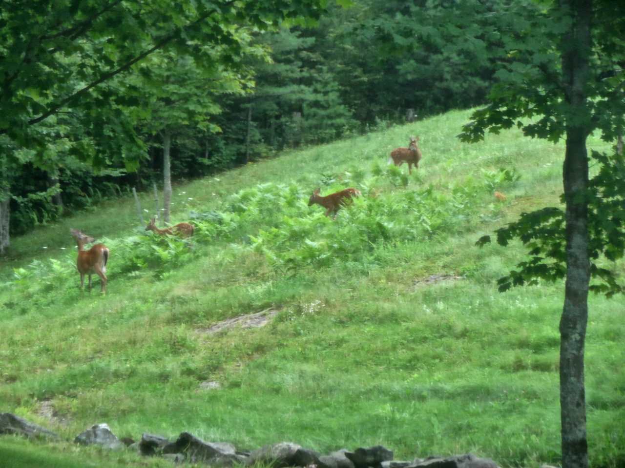 1942 Terry Hill Road Fairlee, VT 05045 - Photo 31 of 39 Gallery Image 31