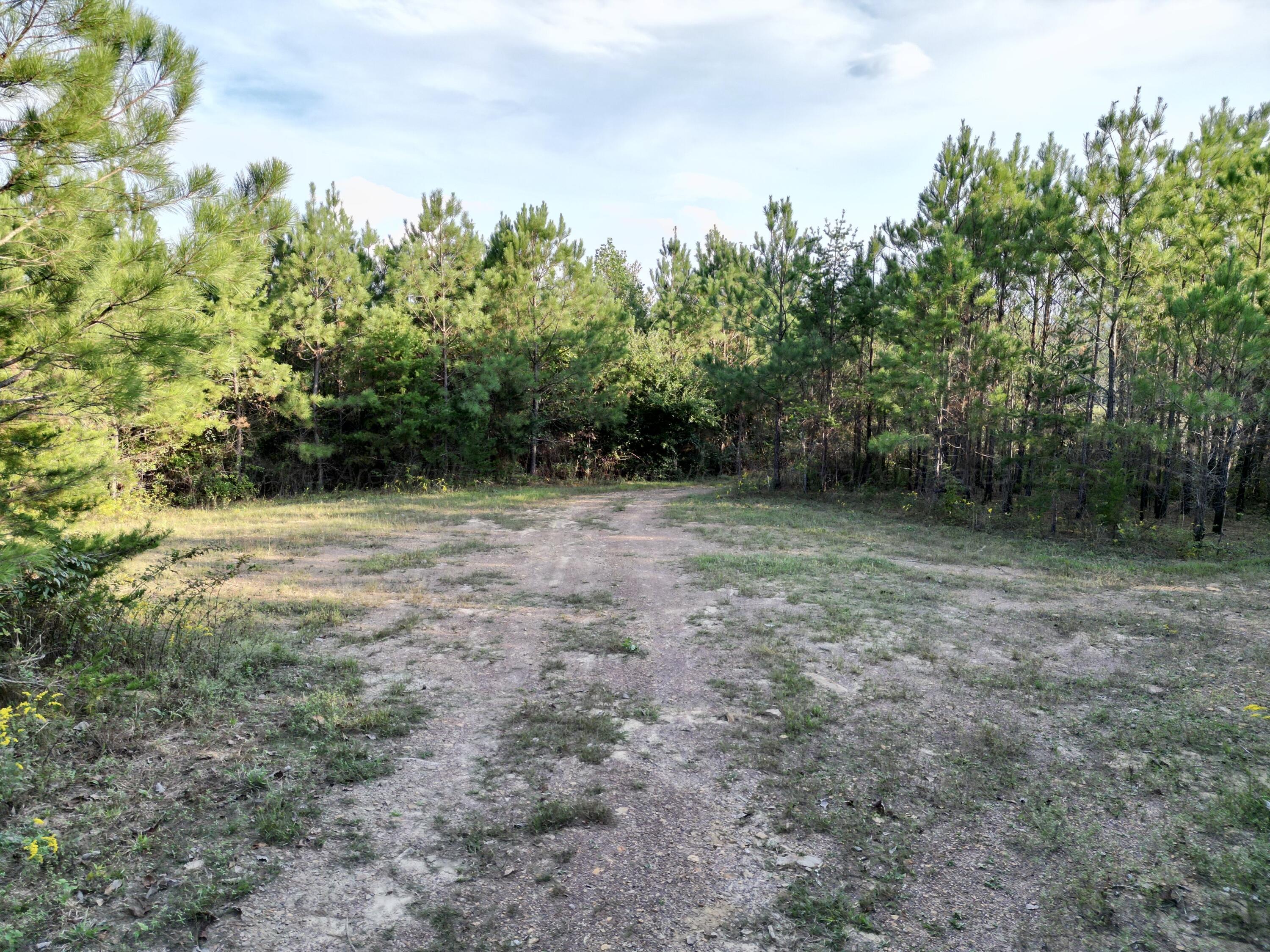 3607 Co Road Haleyville, AL 35565 - Photo 6 of 12 Gallery Image 6