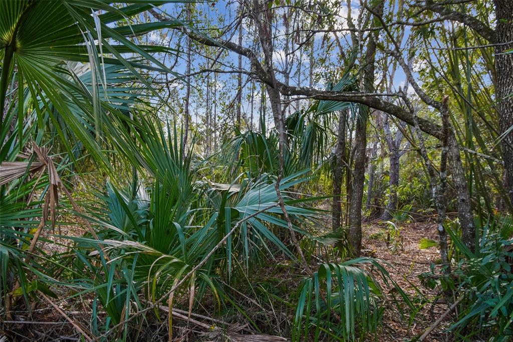 0 Old Haw Creek Road Bunnell, FL 32110 - Photo 20 of 31
