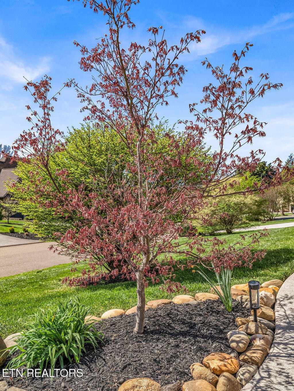 7425 Lawford Road Knoxville, TN 37919 - Photo 47 of 57 a view of a yard with a tree